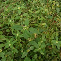 Mitracarpus hirtus (L.) DC.